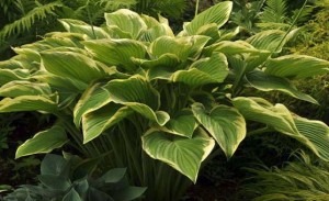 Hosta Of The Year - Victory